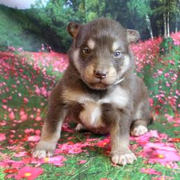 Alaskan Malamute Puppies from New River Valley Malamutes