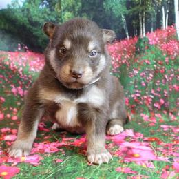 Alaskan Malamute Puppies from New River Valley Malamutes
