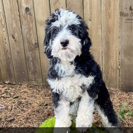 Crytsal - Australian Labradoodle