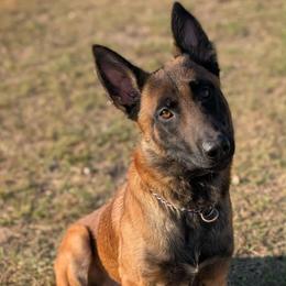 Belgian Malinois puppies from Wachhund Kennels