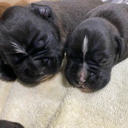 Boxer Puppies from Furevermore Boxers