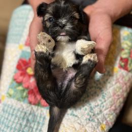 Shih Tzu Puppies from Jessica’s Shih Tzus