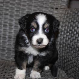 Jingle - Black tri-color male Aussiedoodle puppy in Loretto, Tennessee from K Kountry Farm