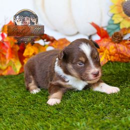 Fiddle - Red tri male Toy Australian Shepherd puppy in Granbury, Texas from Best Little Aussies