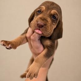 Girl - Liver and tan female Bloodhound puppy in Conway, Missouri from Ozark Mountain Kennel