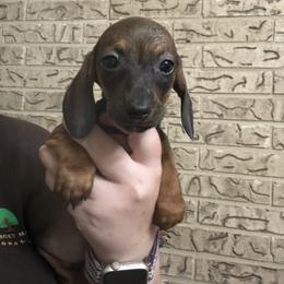 Paisley - Wild boar female Dachshund puppy in Athens, Texas from County Road Puppies