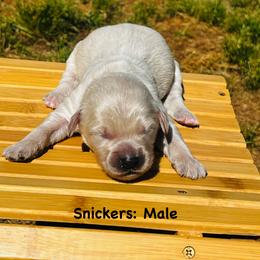 Snickers - Cream male Goldendoodle puppy in Baldwin, Georgia from Simmons F1b Goldendoodles