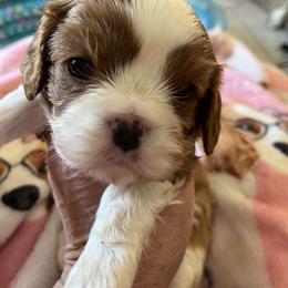 Rothschild - Blenheim male Cavalier King Charles Spaniel puppy in North Bay Village, Florida from Cynthia's Cavaliers