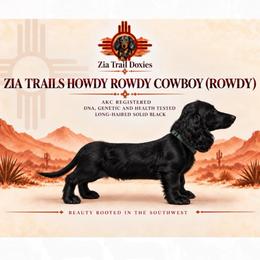 Rowdy - Dachshund