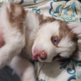 Spark - Red and white male Siberian Husky puppy in Russellville, Alabama from Heart of Dixie Husky Kennels