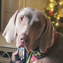 Marlo - Weimaraner