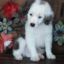 Boy 1 - Blue merle male Aussiedoodle puppy in Lawton, Oklahoma from Lindsey’s Aussies