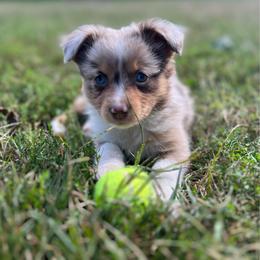 Toy Australian Shepherd Puppies from Kickapoo Creek Toy Aussies