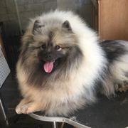 Keeshond Puppies from Windrift