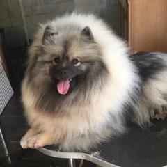 Keeshond Puppies from Windrift