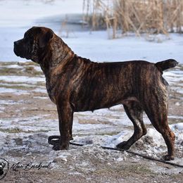 Mae Lyra - Brindle female Boerboel puppy in Manitowoc, Wisconsin from Mae Boerboel