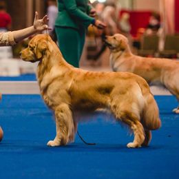 Mina - Golden Retriever