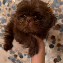 Melo - Liver male Shih Tzu puppy in Milan, Tennessee from Gems Shih Tzu