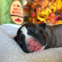 TBD 5 - Brindle female Staffordshire Bull Terrier puppy in Houston, Texas from Breaking Bad Staffords