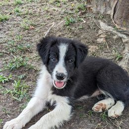 Border Collie Puppies from Water Dog Border Collies