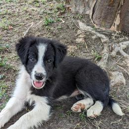 Border Collie Puppies from Water Dog Border Collies