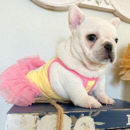 French Bulldogs from FurLove Frenchies