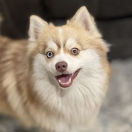 Monty aka Monkey - Pomsky