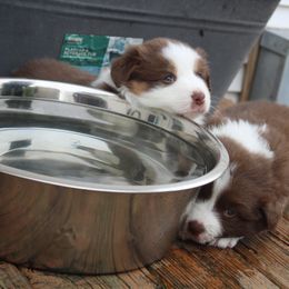 Australian Shepherd Puppies from Starlit Grove Australian Shepherds