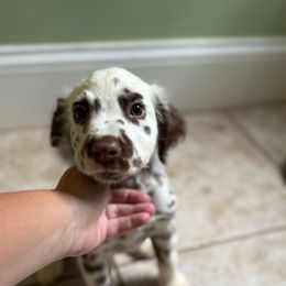 Glory - White and liver brown female Dalmatian puppy in Kentucky from A’s Spots & Dots Dalmatians