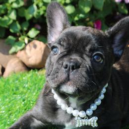 French Bulldog Puppies from Cortney’s Frenchie Farm
