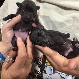 Chihuahua Puppies from Nine Mile Farms