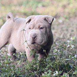 Squid - Isabella dilute male Chinese Shar-Pei puppy in Lehigh Acres, Florida from Florida Wrinkles