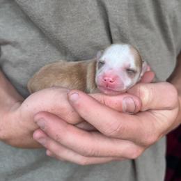 Girl 2 - Red and white female Pomsky puppy in Grass Valley, California from Karalot Pomskies