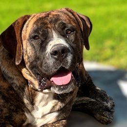 Kwini - Boerboel