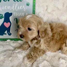 Groucho - Apricot male Maltipoo puppy in West Jordan, Utah from Mid Sized Maltipoos and More LLC