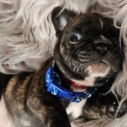 Mack - Cream French Bulldog puppy in Winston Salem, North Carolina from Elegant East Coast French Bulldogs