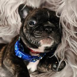 Mack - Cream French Bulldog puppy in Winston Salem, North Carolina from Elegant East Coast French Bulldogs
