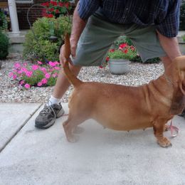 Penny - Basset Hound