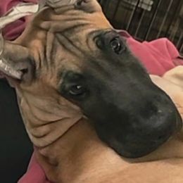 Coral collar - Fawn female Great Dane puppy in Staten Island, New York from Carmella Jichetti