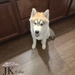 "Harleen & J's Puppies" Siberian Husky Puppies from JK Wisteria Huskies