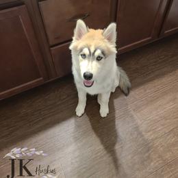 "Harleen & J's Puppies" Siberian Husky Puppies from JK Wisteria Huskies
