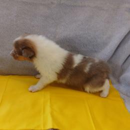 Storm - Sable merle and white female Collie puppy in St Stephens, Wyoming from Desert Kennels