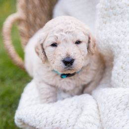 Goldendoodle Puppies from Ellie's Goldendoodles