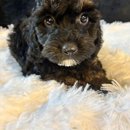 Midnight - Black and tan male Cockapoo puppy in Adrian, Oregon from ApplebyFarm
