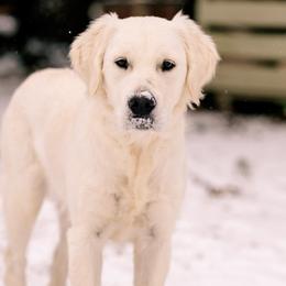 Golden Retrievers from Indy's God Given Goldens