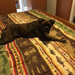 Tango - Boxer