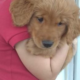 Golden Retriever Puppies from Ginger Snap Golden Retrievers