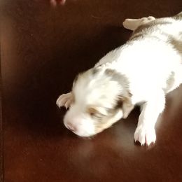 Miniature Australian Shepherd Puppies from Fisher Family Farms