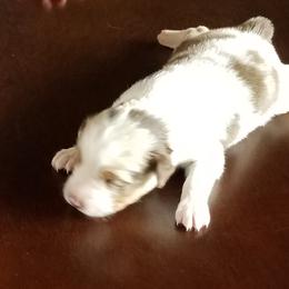 Miniature Australian Shepherd Puppies from Fisher Family Farms
