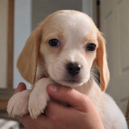 Mr Lion - Lemon and white male Beagle puppy in Lake City, Florida from Sunkissed Beagles